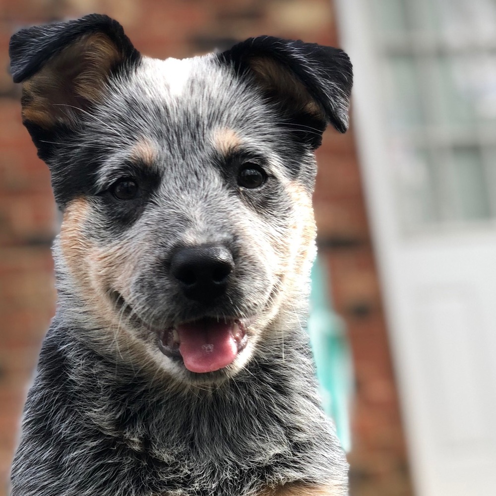 Meet your Posher, Maggie